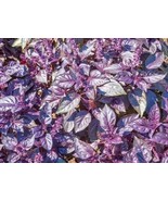 Dark Opal Basil Seeds Fast Herb Delicious Fast US Shipping - €12,57 EUR