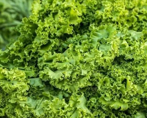 Georgia Collard Green 4500 Seeds Non-GMO Heirloom - $10.04