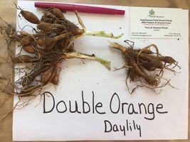 DOUBLE ORANGE BLOOM Daylily 10 fans/root systems image 3