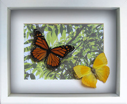 Gift From Summer With Monarch Phoenicia Real Butterflies Collection In Shadowbox - £58.66 GBP+