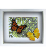 Gift From Summer With Monarch Phoenicia Real Butterflies Collection In S... - $74.99+