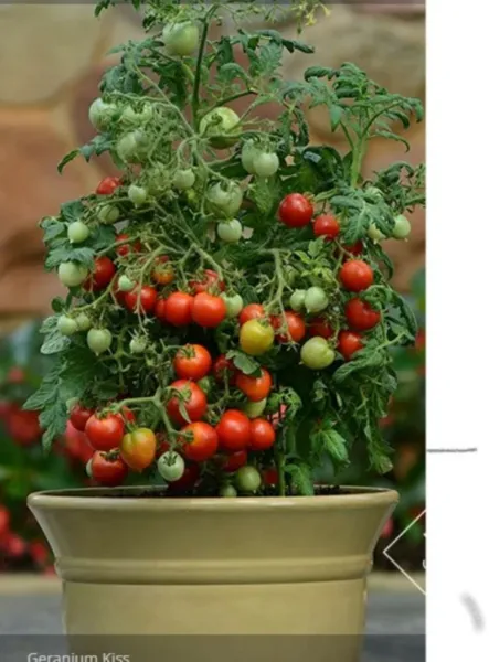 20 Geranium Kiss Patio Tomato Sweet Juicy Dwarf Fresh Seeds - £10.79 GBP