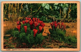 Cactus In Bloom Arizona AZ Fred Harvey Linen Postcard H12 - £2.29 GBP