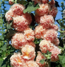 25 Seeds Hollyhock Chater&#39;s Double Salmon Peony Flowered Blooms Biennial Non-GMO - £10.59 GBP
