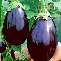 Bloomys 100 Seeds Black Beauty Eggplant Seeds Heirloom Organic Vegetable Garden  - £8.13 GBP