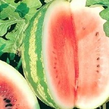 Crimson Sweet Watermelon Seeds  Heirloom Fresh Garden - £7.13 GBP