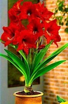 Fresh Seeds True Amaryllis Bulb Dark Red Flowers - £12.31 GBP