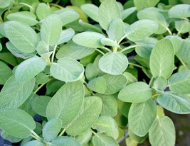 201+Culinary Broadleaf Sage Seeds Organic Native Herb Container Flowering Fresh - £6.67 GBP