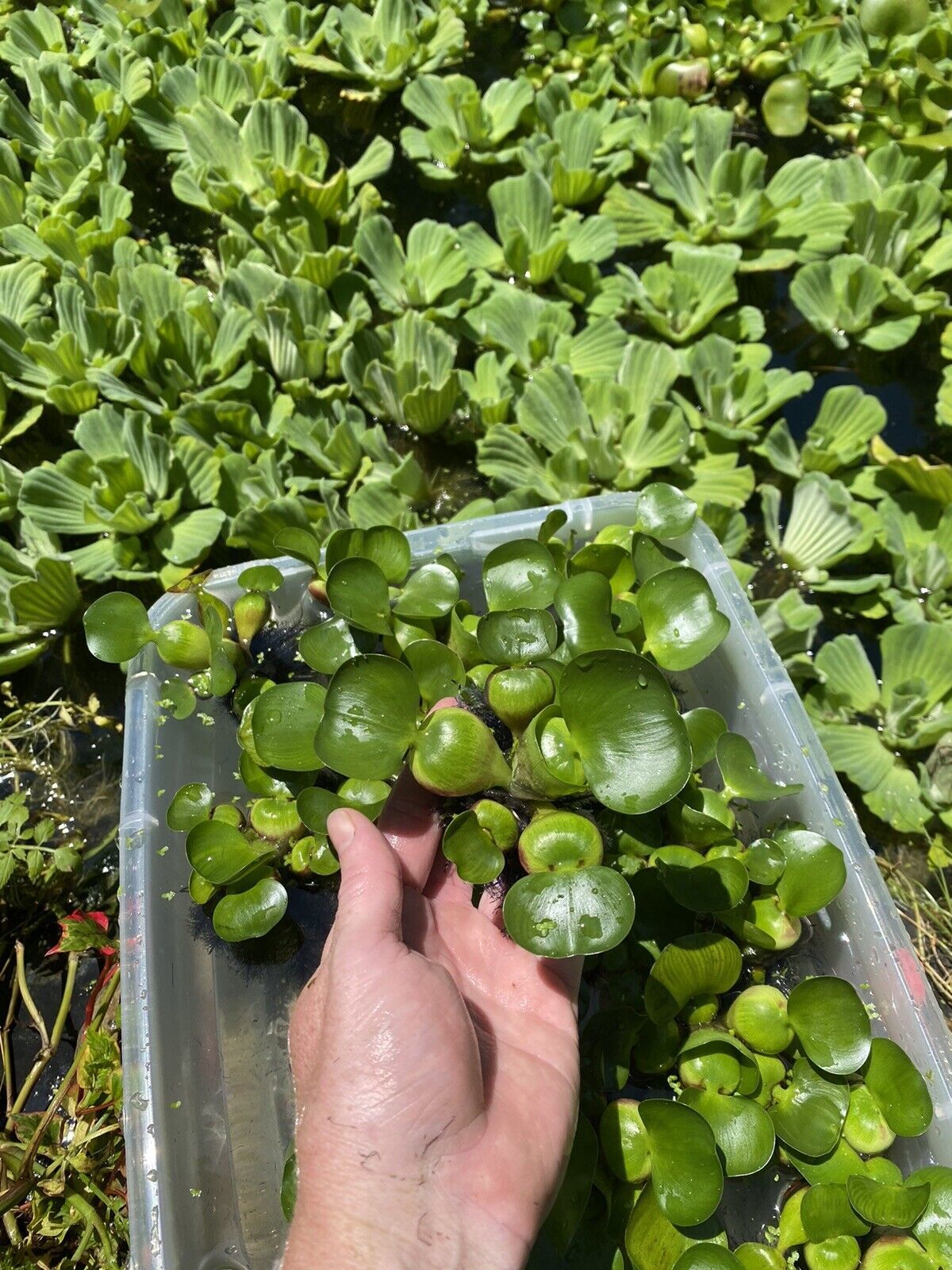 (20) Water Hyacinth Koi Pond Floating Plants Rid Algae Medium -small 2-4” - $42.75