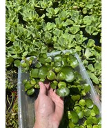 (20) Water Hyacinth Koi Pond Floating Plants Rid Algae Medium -small 2-4” - $42.75