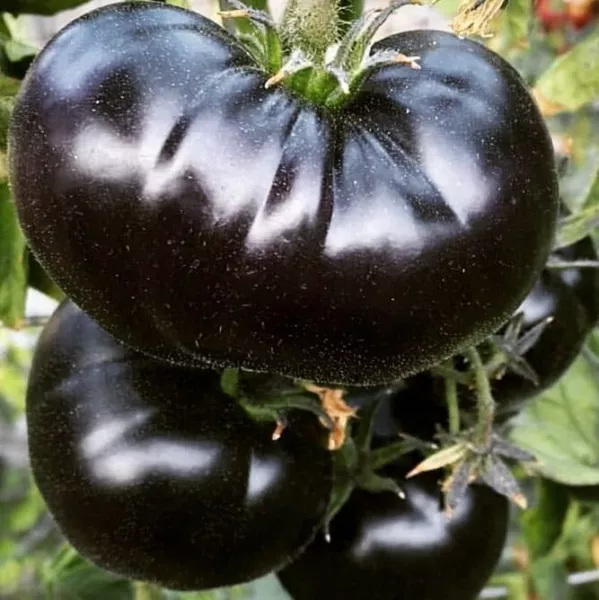 Fresh 120 Big Zac Tomato Seeds World Record Size Huge Rare - £11.12 GBP