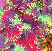 SL 25+ Seeds Red Purple Coleus Flowers Beautiful Floral Garden - $4.50