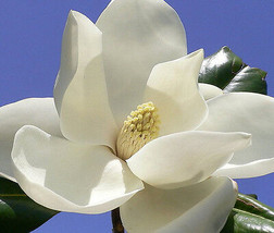 Magnolia Grandiflora , Exotic Flowering Tree Fragrant Flower Rare Seed 50 Seeds - $19.75