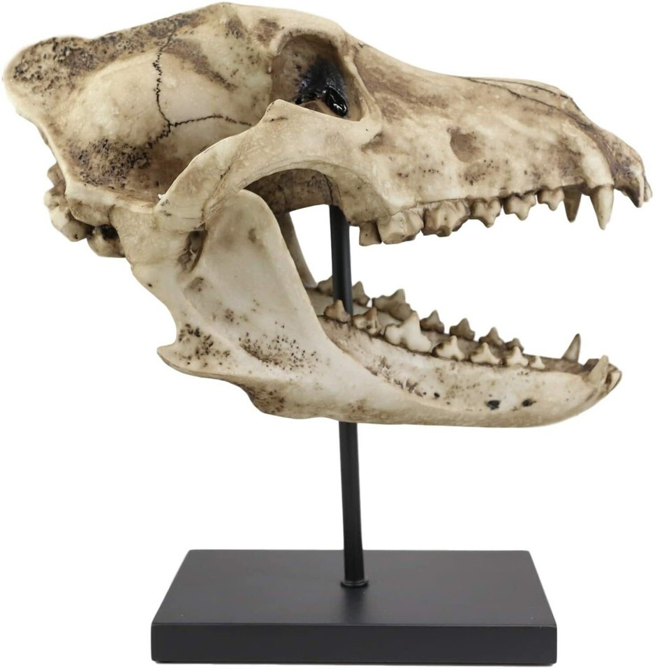 Ebros Direwolf Fossil Skull Statue On Pole Mount and Brass Name Plate 12.5" Long Item image 5