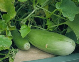 50 Seeds Banana Melon Fruit Cucumis Melo  - £7.27 GBP