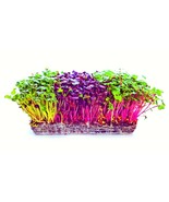 SMX Microgreens Trio Alfalfa Radish Red Amaranth Seeds 600 Seeds Total 2... - $24.32