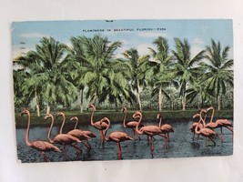 Palm Beach FL Florida, A Flock of Pink Flamingos, Vintage Postcard - £5.34 GBP