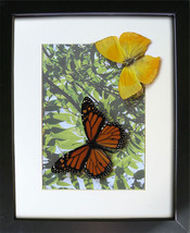 Summer Gift Real Butterflies Set Monarch Danaus Phoenicia Collectible Sh... - $78.99