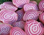 Chioggia Beet Seeds 100 Survival Garden Grow Healthy Vegetables Fast Shi... - £7.20 GBP
