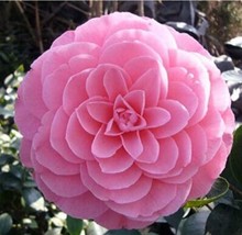 Fresh Seeds 10Pcs Camellia Flowers Seeds Light Pink Colors - £14.36 GBP