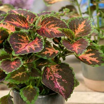 50 Coleus Wizard Coral Sunrise Shade Loving Seeds Long Lasting Flower Annual - £14.01 GBP