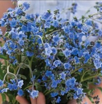 75 Firmament Forget-Me-Not Seeds Garden USA Shipping - $8.78