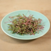 2000 Red Purslane Seeds Portulaca Oleracea Mild Spinach-Like Flavor. From US - £8.17 GBP