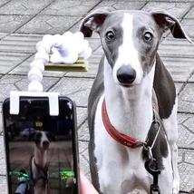 BriteDoggie Pet Selfie Stick for Dog and Cat - £12.61 GBP