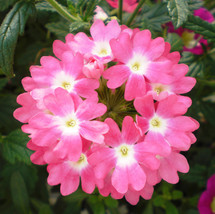 10 Pink #2 Verbena Flower Seeds  - £23.97 GBP