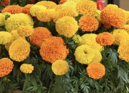 50 seeds Mix Crackerjack Marigold Flower Create a Lush Garden with Premium  - $14.75