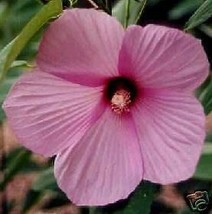 Hibiscus Lasiocarpus Rose Mallow Seeds Garden USA SELLER - $17.98