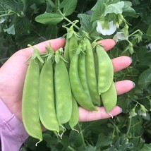 Oregon Sugar Pod Ii Snow Pea Vegetable Seeds Gardening Fresh USA Shipping - $24.80