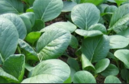 Spinach Mustard Tendergreen 1500 Seeds - £8.64 GBP