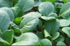 SPINACH MUSTARD TENDERGREEN 1500  Seeds - £8.80 GBP