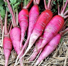 BPA 300 Seeds China Rose Radish Seeds Organic Mild Sweet Microgreens Vegetable G - £6.71 GBP