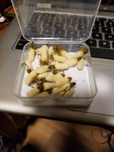 Mop Fly Beige with dubbed Collar size 10 Scud Hook, Trout &amp; Bass and Blu... - $24.75