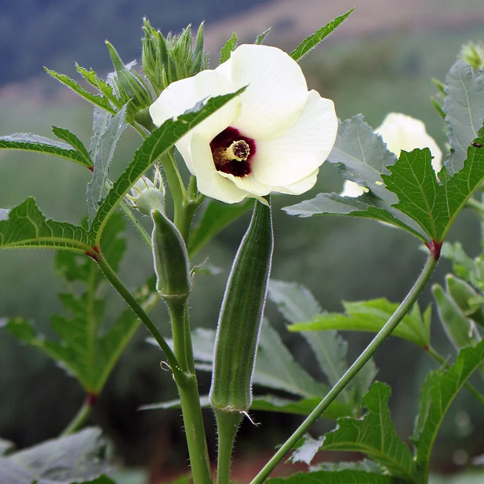 Cowhorn Okra Seeds, NON-GMO, Spineless, Large Okra,Quantity 500 Seeds - $18.59