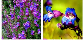 BLUE BEARD TONGUE Flower 20 Seeds Penstemon spectabilis Butterflies Hummingbirds - £15.68 GBP