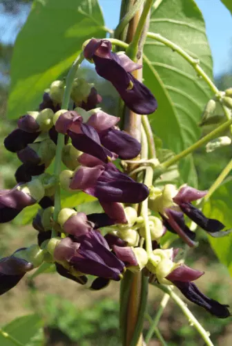 Mucuna Pruriens Vine 5 Seeds Velvet Bean Cowitch White Strain Gardening Easy Gro - $9.80