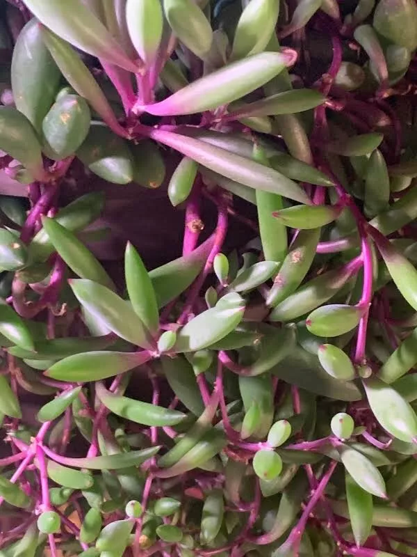 5 Cutting Othonna capensis &#39;Ruby Necklace&#39; Succulent Plant - $21.98