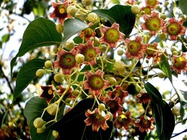 AW Brachychiton Populneus Kurrajong Flowering Bottle Tree 5 Seeds Ships ... - $10.75