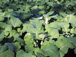 1000 pcs Dwarf Essex Rape Kale Brassica Napus Vegetable Seeds - £7.25 GBP