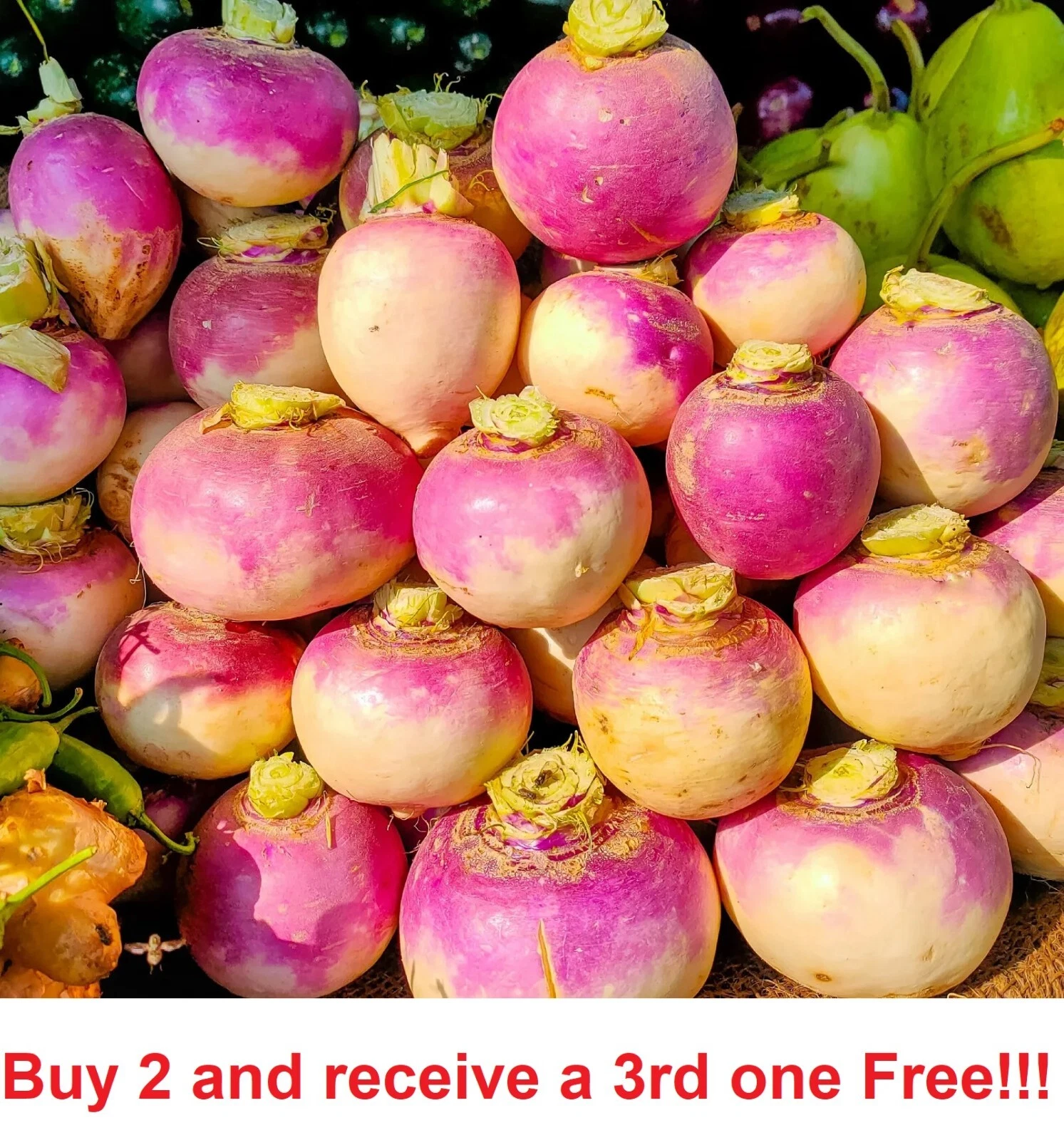 Purple Top Turnip Seeds  Non-GM  one pound - $35.63