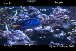 Blue Tang Finding Nemo Fish Freebie Computer Wallpaper Digital Download - £0.00 GBP