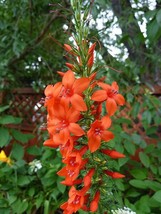 200 Standing Cypress (Scarlet Gilia Ipomopsis Rubra Flower Seeds Garden Fresh US - £9.47 GBP