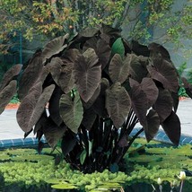 Colocasia Black Magic Starter Plant 2 Plants Fresh Garden - $39.00