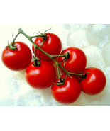 CAMPARI TOMATO, sweet vine tomatoes exotic fruit vegetables plant seed -... - £10.35 GBP