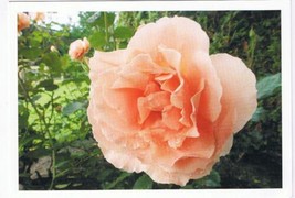 Holland Netherlands Postcard Pink Rose - £3.15 GBP