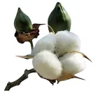 American White Cotton (Gossypium Hirsitum) . Heirloom~Non-GMO~USA 25 Seeds - $12.98