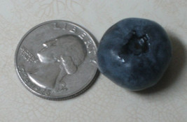 50 Monster Blueberry Seeds-1314 - £3.10 GBP